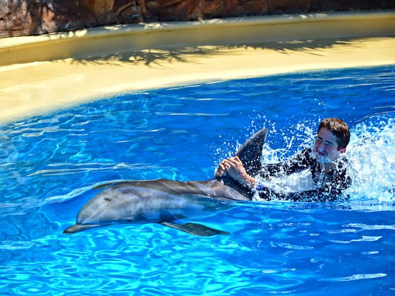 Swim with Dolphins
