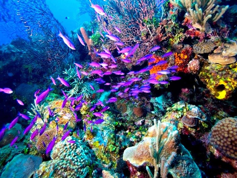 SNORKELING TRIP IN TIRAN ISLAND BY BOAT IN SHARM EL SHEIKH