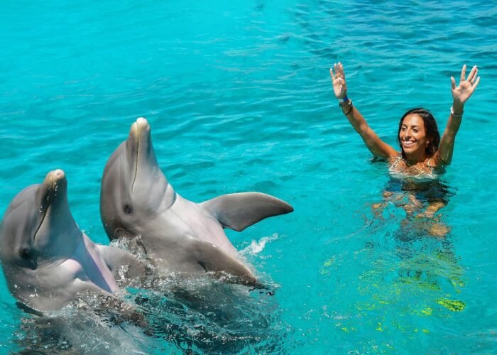 dolphin_swim_header_dolphin_academy